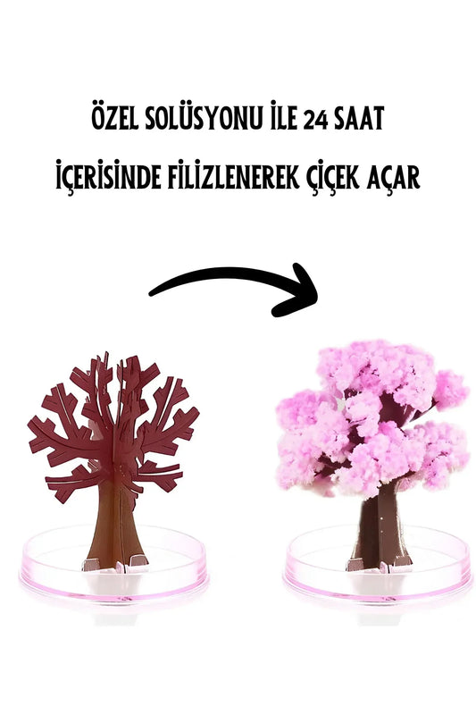 Sihirli Sakura Ağacı